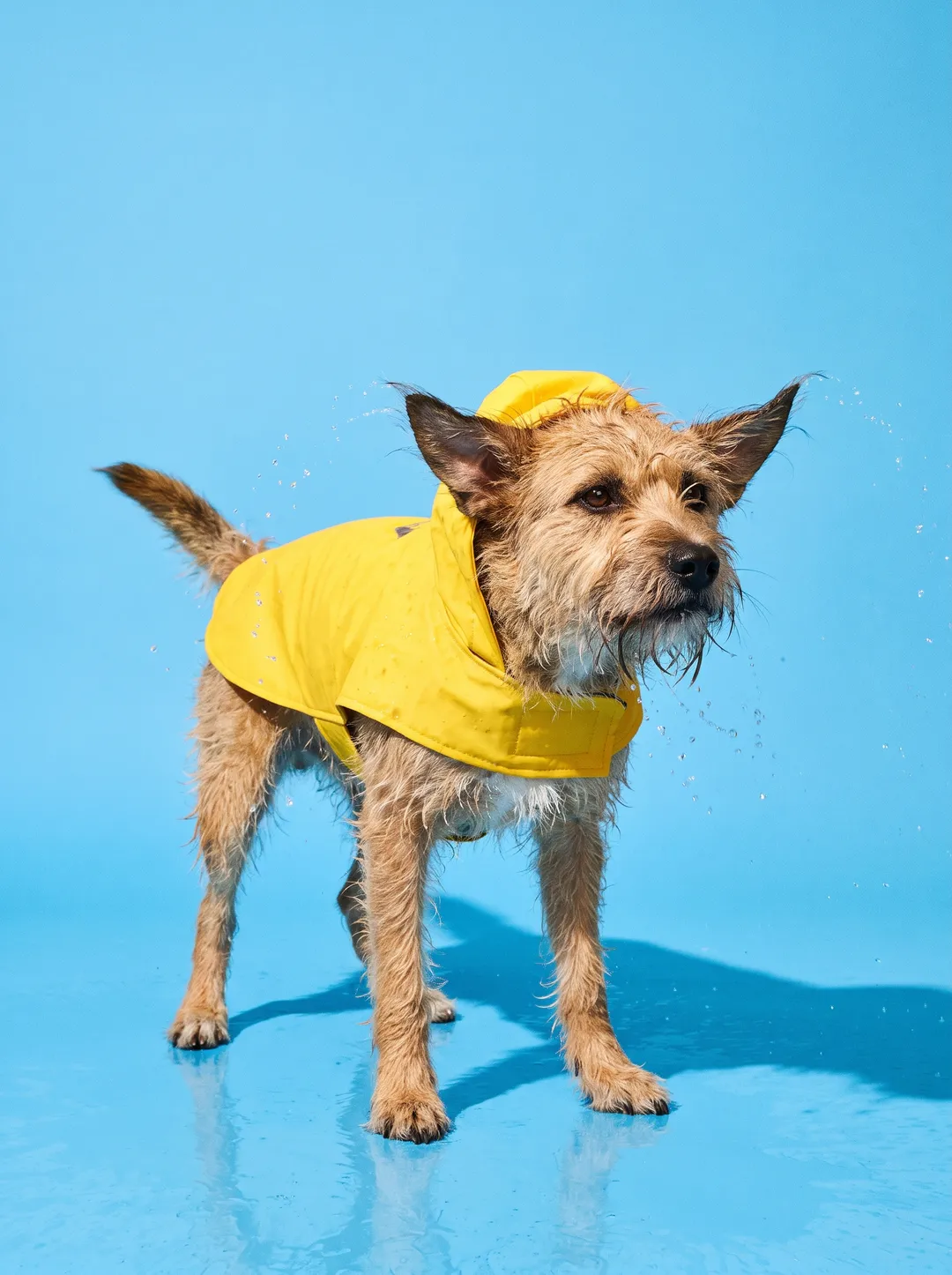 A scruffy dog in a yellow hooded raincoat mid-shake against a solid sky blue backdrop